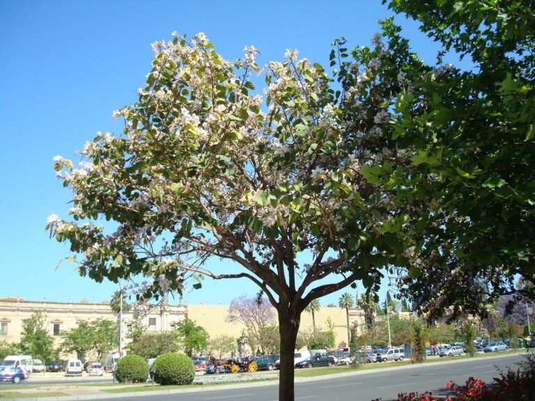 Qué Ofrece El Barrio Santa Clara Al Sur Para Vivir Bien 5 Qué Ofrece El Barrio Santa Clara Al Sur Para Vivir Bien