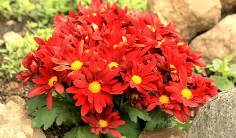 Cuáles Son Las Plantas Con Flores Rojas Más Populares Para Tu Jardín 8 Cuáles Son Las Plantas Con Flores Rojas Más Populares Para Tu Jardín