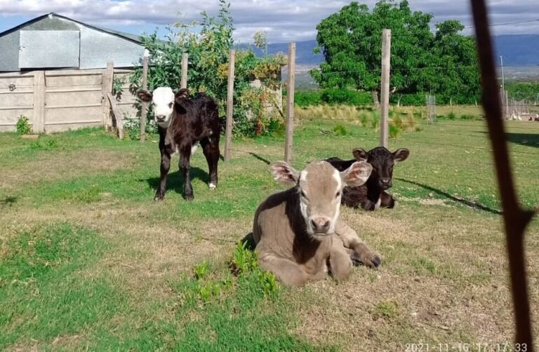 Qué servicios ofrece la Granja Tres Arroyos Colón y dónde está 5 granja tres arroyos paisaje rural con animales