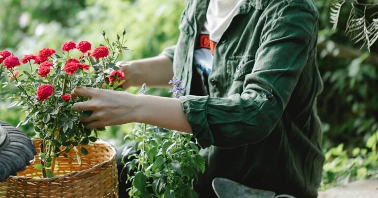 Cómo Hacer Plantas de Rosas Paso a Paso en Casa 15 manos plantando rosas en jardin casero