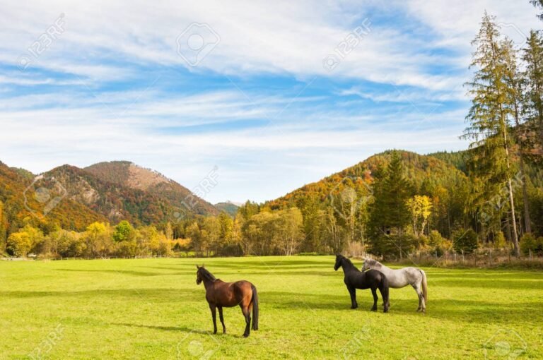 Qué servicios ofrece Haras del Sur I para tus vacaciones