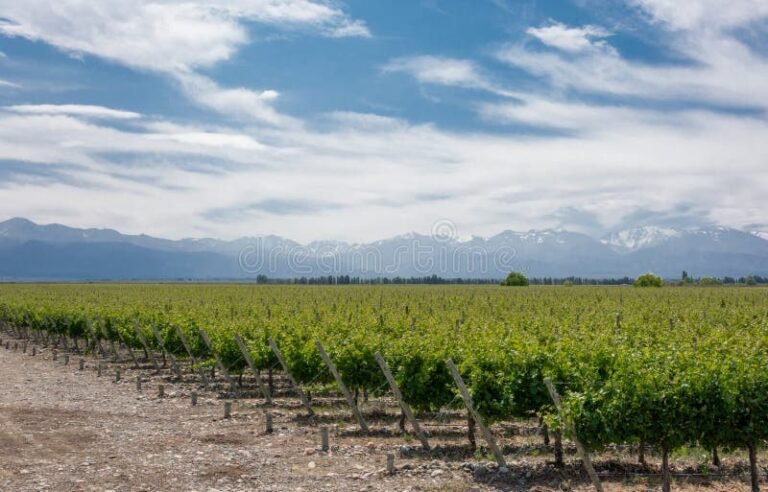 Qué Ofrece Los Sauces en La Rioja para Visitar y Disfrutar 9 paisaje rural con vinedos y montanas