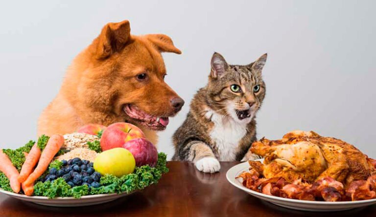 perros y gatos comiendo alimento saludable