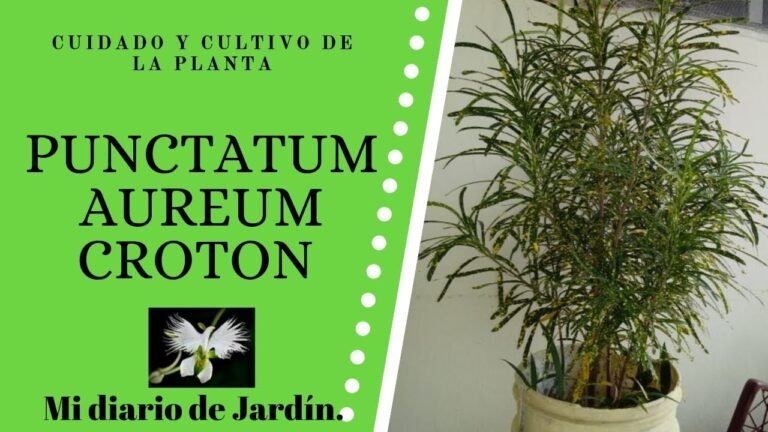 Qué cuidados necesita la planta Lluvia de Oro para crecer sana 6 Qué cuidados necesita la planta Lluvia de Oro para crecer sana