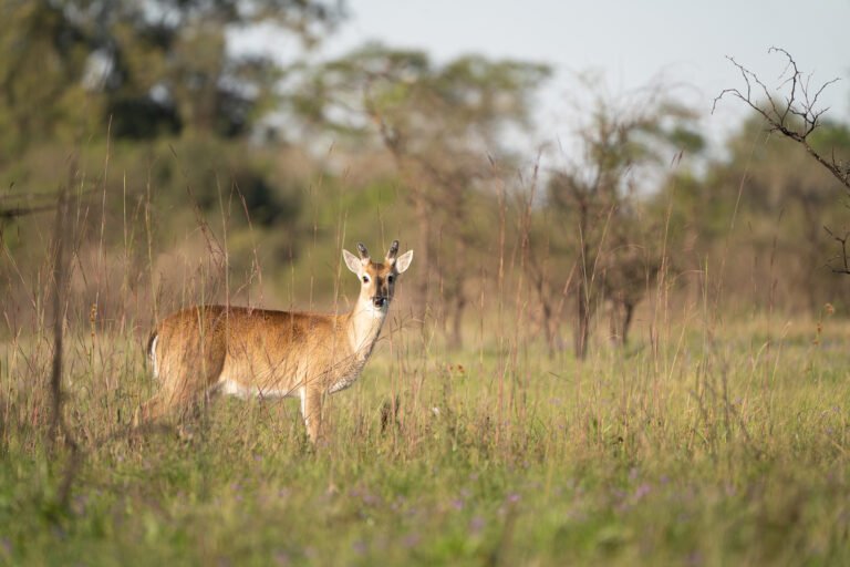 venado en bosque argentino natural